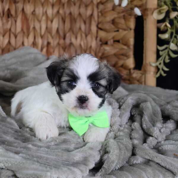 shichon puppies