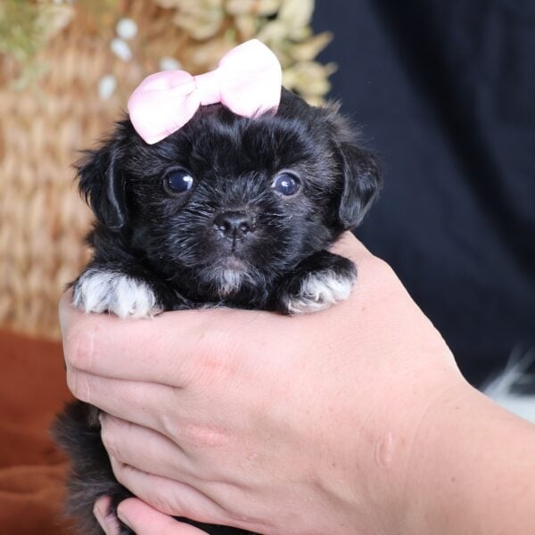shichon puppies