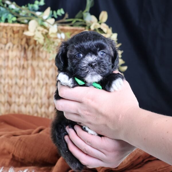 shichon puppies for adoption near me