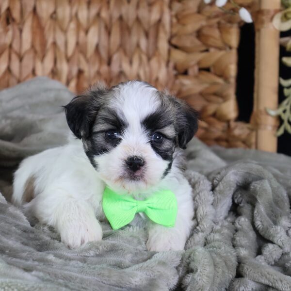 shichon puppies for sale