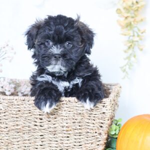 shichon puppies for sale