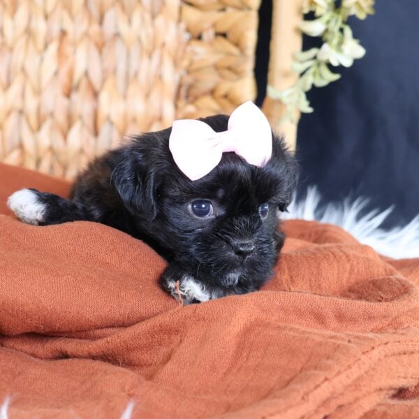 shichon puppies for sale