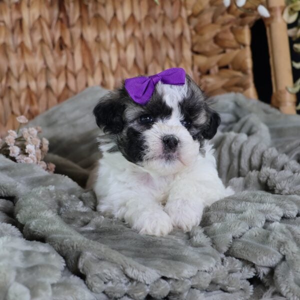 shichon puppies for sale near me