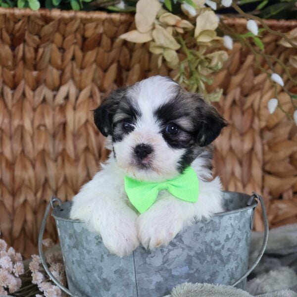 shichon puppies for sale near me
