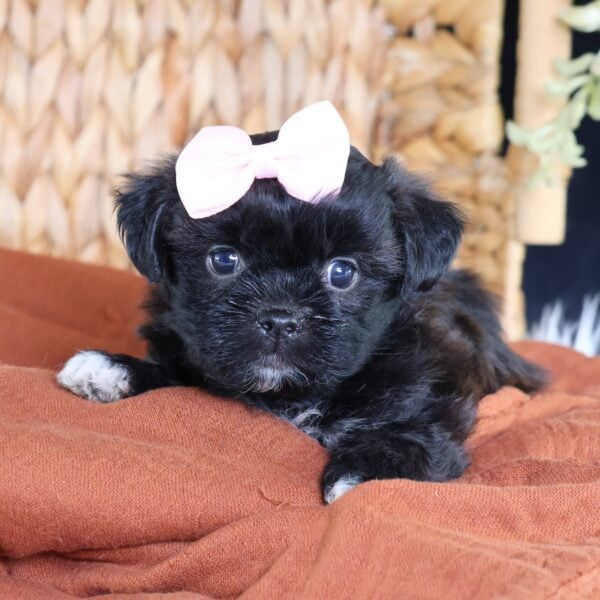 shichon puppies for sale near me