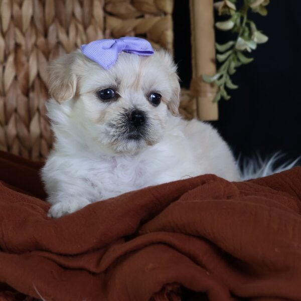 shichon puppies near me