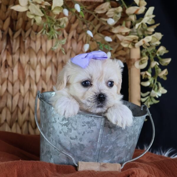 shichon puppy
