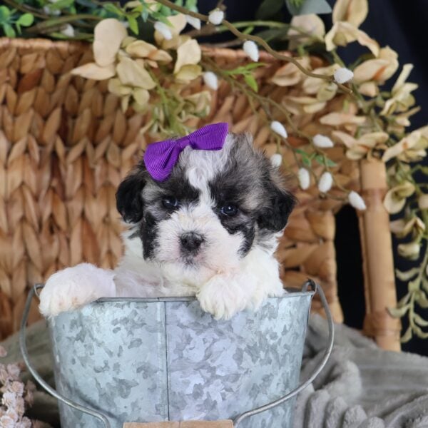 shichon teddy bear puppies