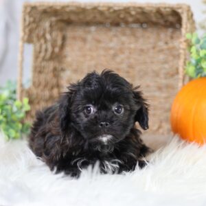 shichon teddy bear puppies