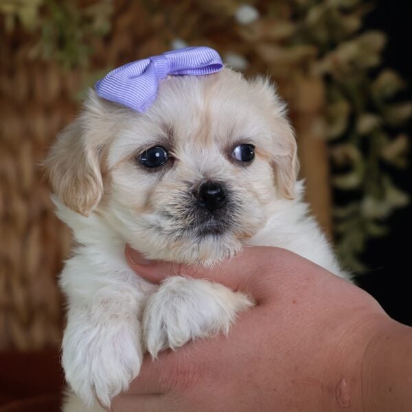shichon teddy bear puppies