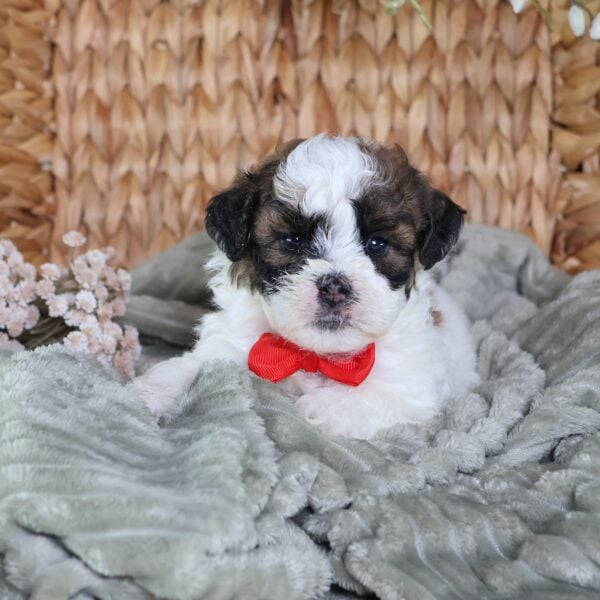 shichon teddy bear puppies for sale