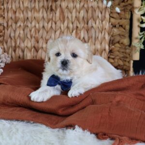 shichon zuchon puppies