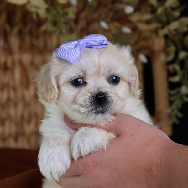 shichon zuchon puppies