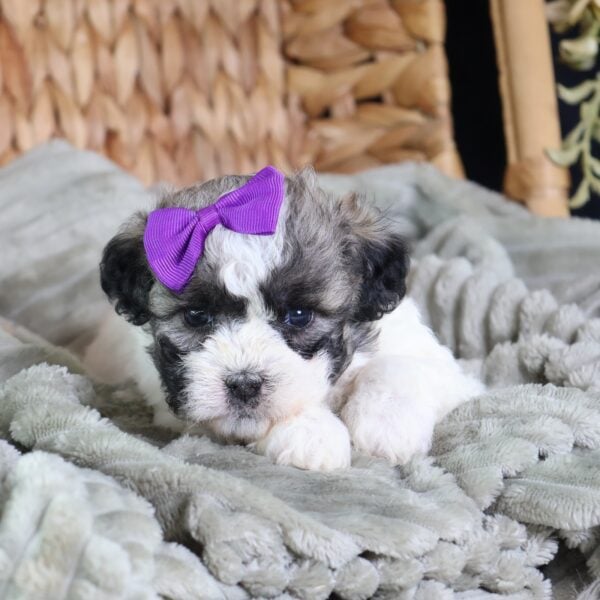 shichon zuchon puppies for sale