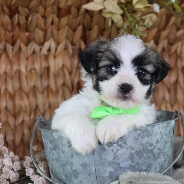 shichon zuchon puppies for sale