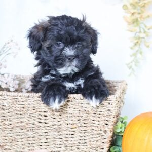shichon zuchon puppies for sale