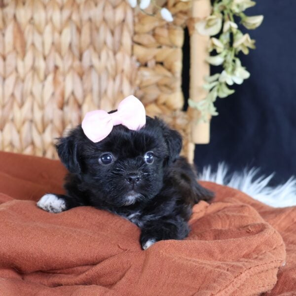 shichon zuchon puppies for sale