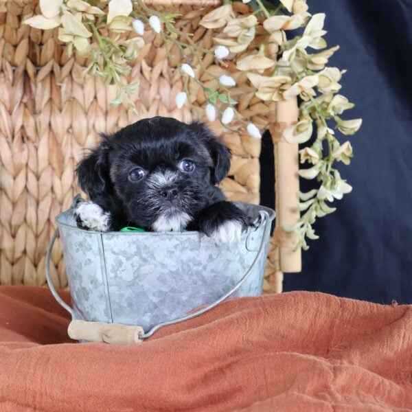 shichon zuchon teddy bear puppies