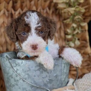 small bernedoodle