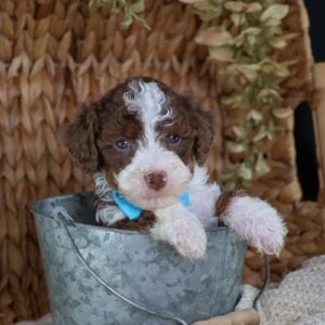 teacup bernedoodle