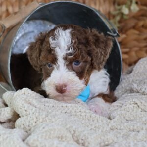 teacup mini bernedoodle
