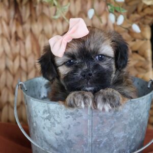 mini shichon puppies for sale