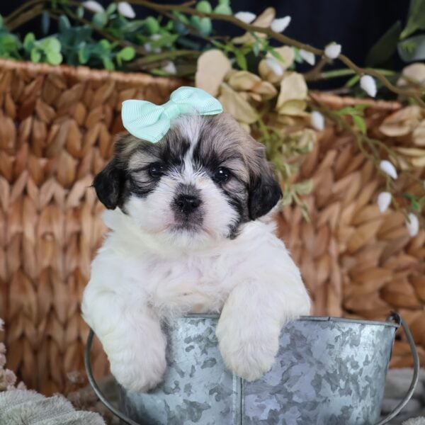 teddy bear and puppy