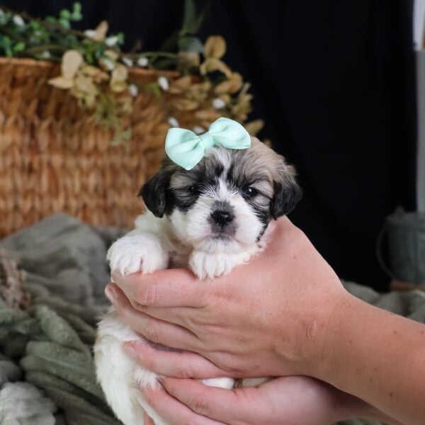 teddy bear dog puppy