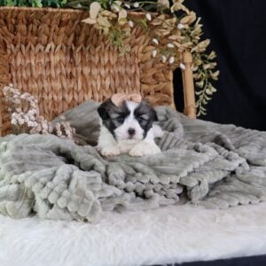 teddy bear puppies
