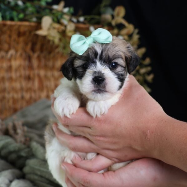 teddy bear puppies for sale near me