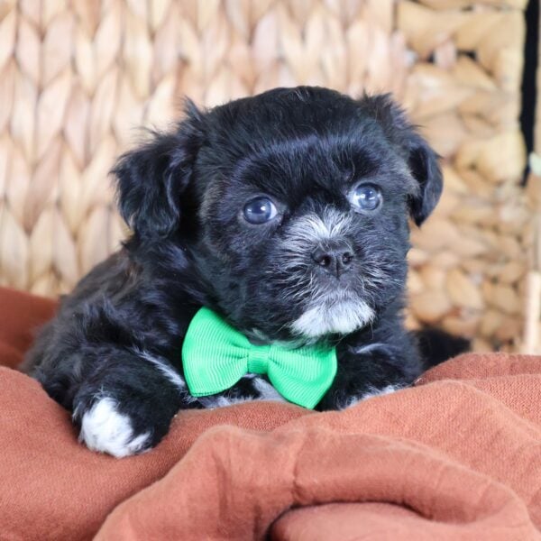 teddy bear shichon puppies
