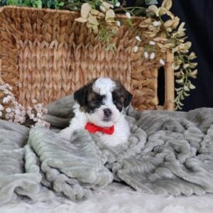 teddy bear shichon puppies