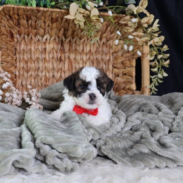 teddy bear shichon puppies
