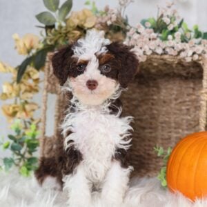 toy bernedoodle