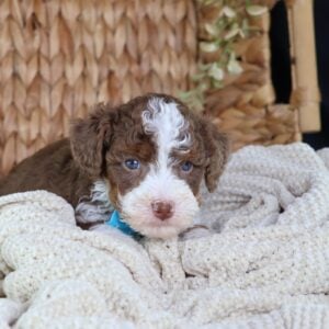 toy bernedoodle for sale