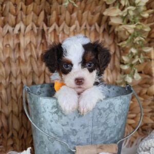 toy bernedoodle for sale