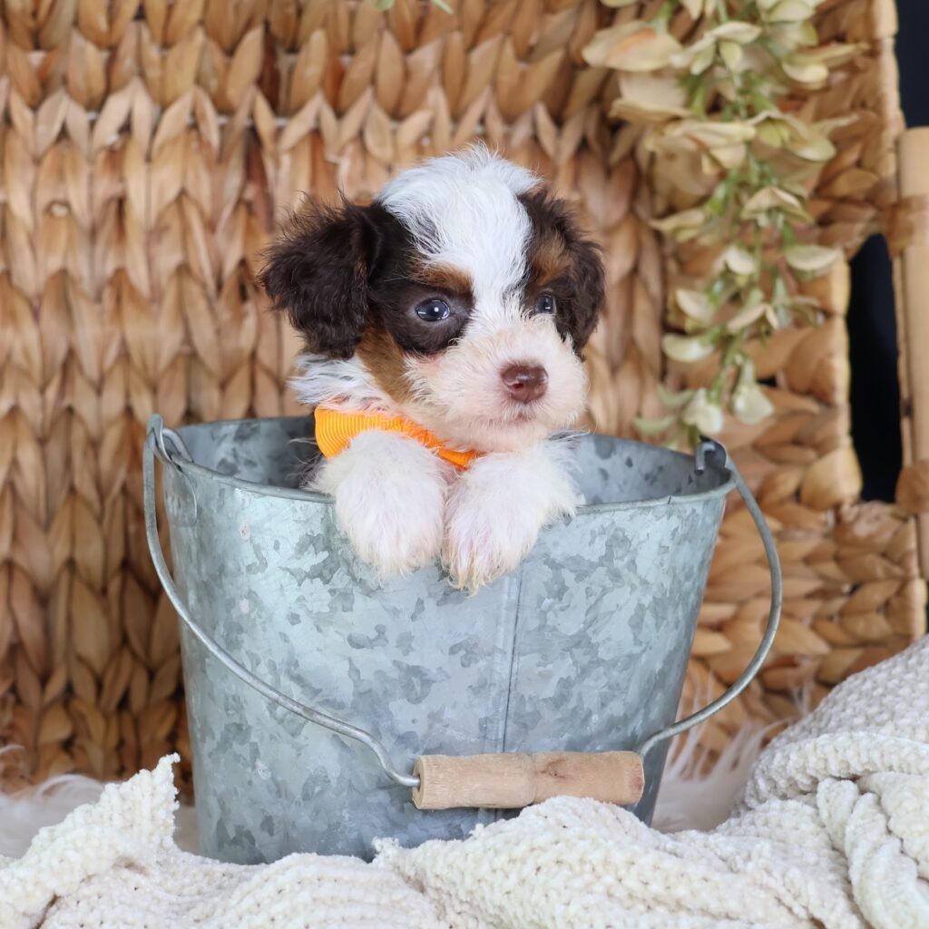 toy bernedoodle puppies