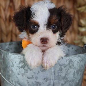 toy bernedoodle puppies for sale