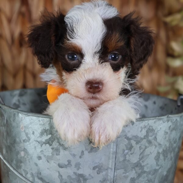 toy bernedoodle puppies for sale