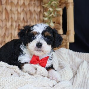 toy bernedoodles