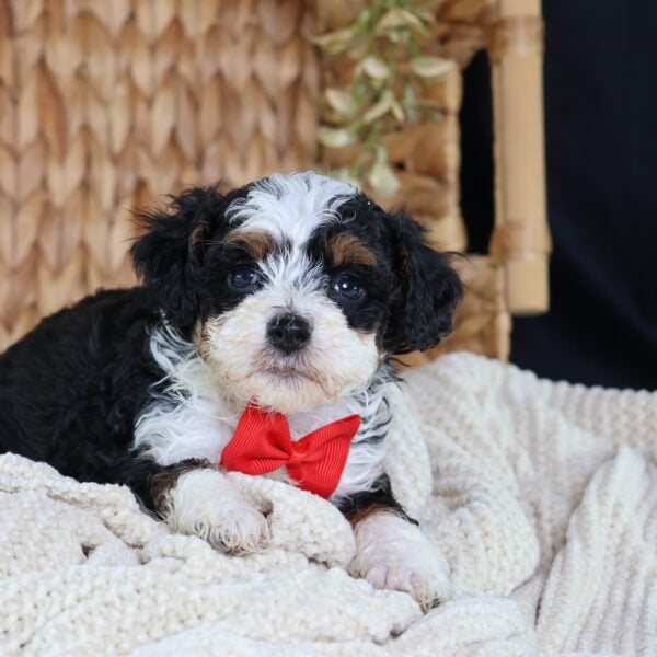 toy bernedoodles