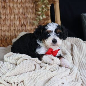 toy bernedoodles for sale