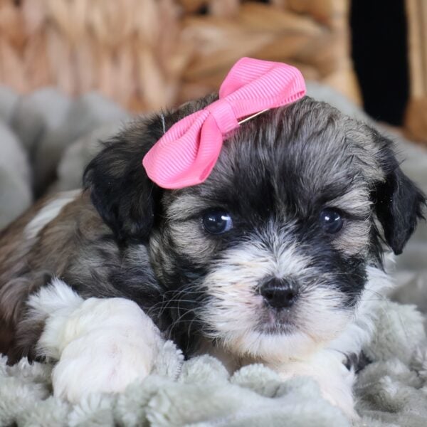 zuchon puppies