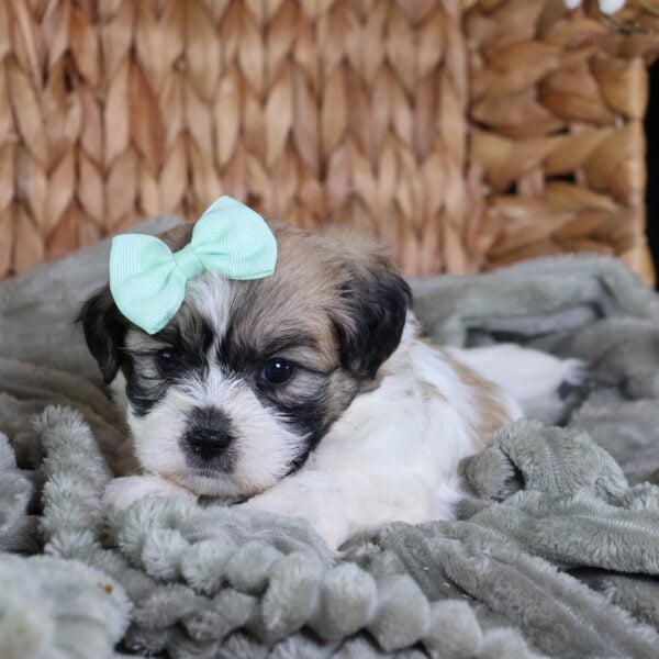zuchon puppies