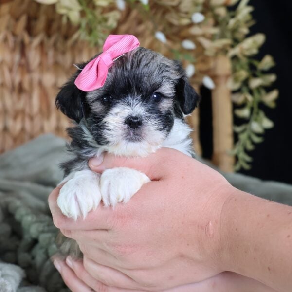 zuchon puppies for sale near me
