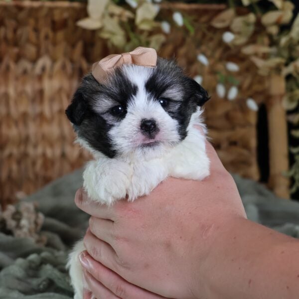 zuchon puppies near me