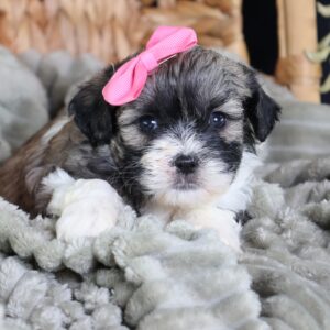 zuchon puppy breeders