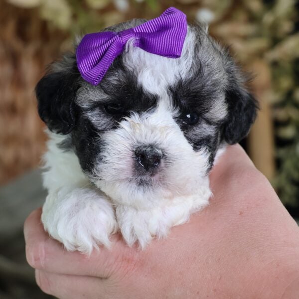 zuchon shichon puppies for sale