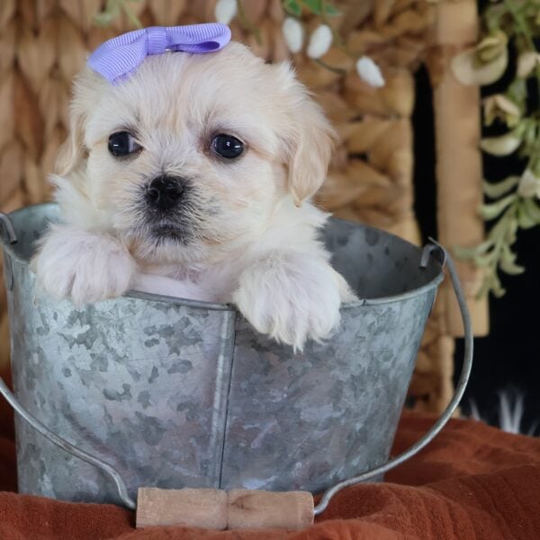zuchon shichon puppies for sale