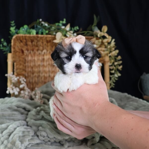zuchon teddy bear dog